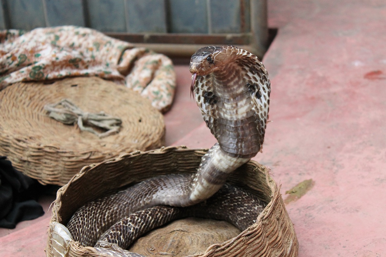 Unveiling The Shanghai Cobra - Fascinating Facts And Mysteries